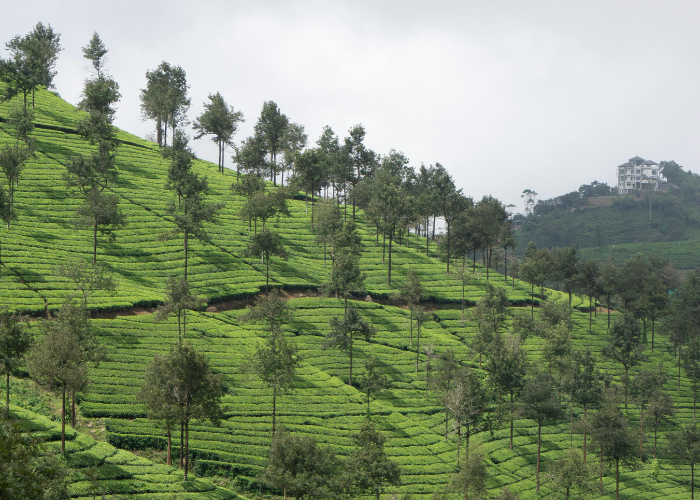 الشاي الاخضر