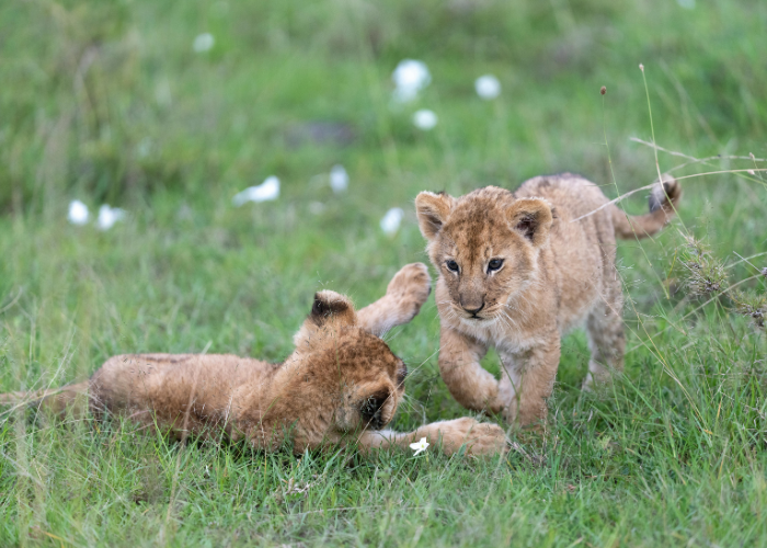 الغابة المفتوحة