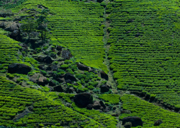 الطبيعة الخضراء