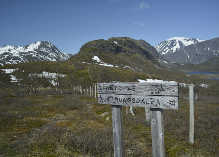 الغابة المفتوجة